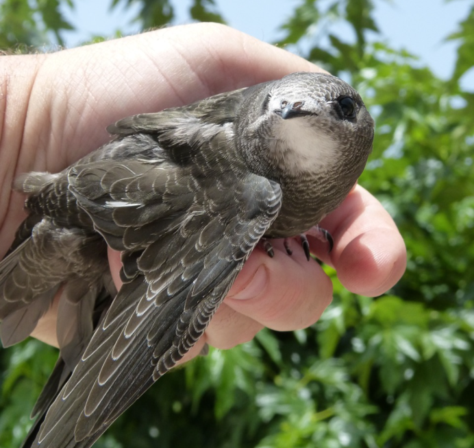 Взрослая особь стрижа