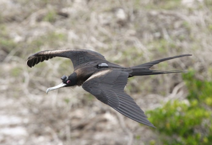 Птица Стриж залетела