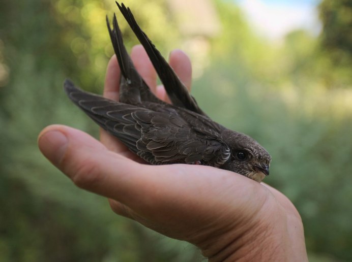 Стриж птенец желторотик