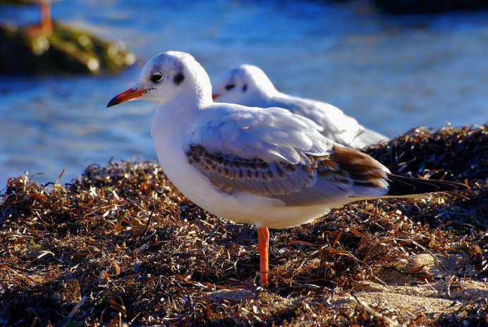 Чайка Туруханская