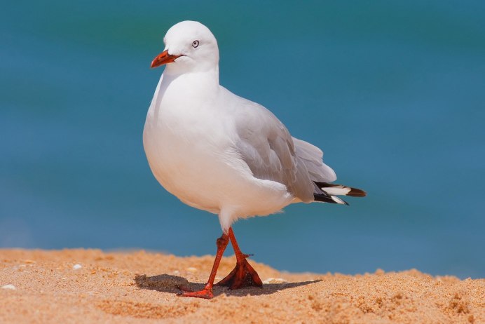 Чайка птица