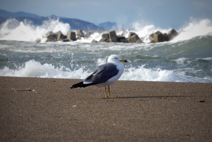 Альбатрос Крым птица