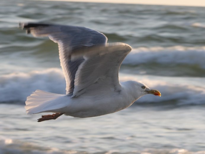 Чайки на побережье