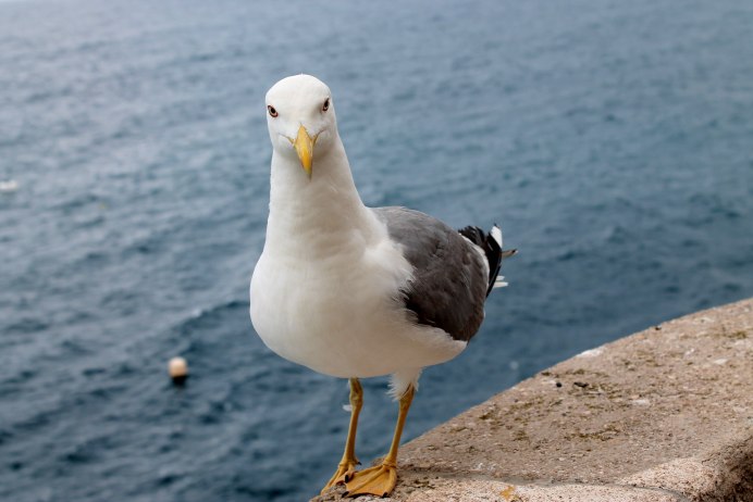 Белоголовая Чайка