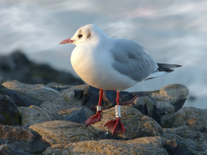 Стамбул Босфор Чайки