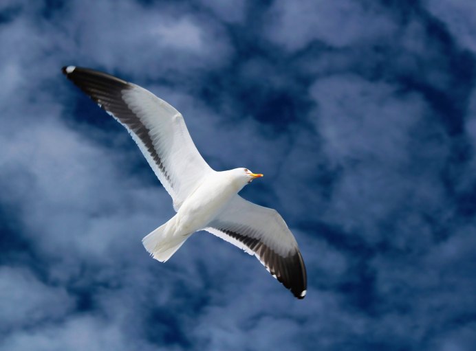 Серебристая Чайка и Баклан