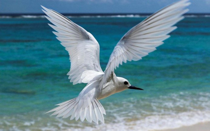 Чайки на побережье