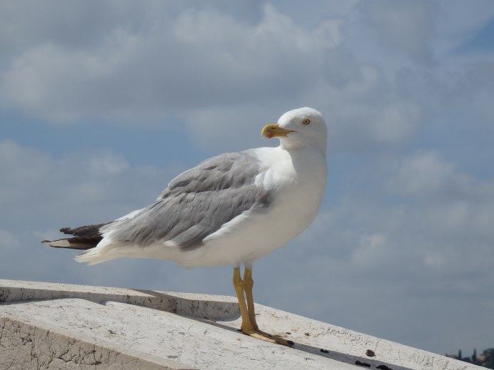 Красноклювая Чайка
