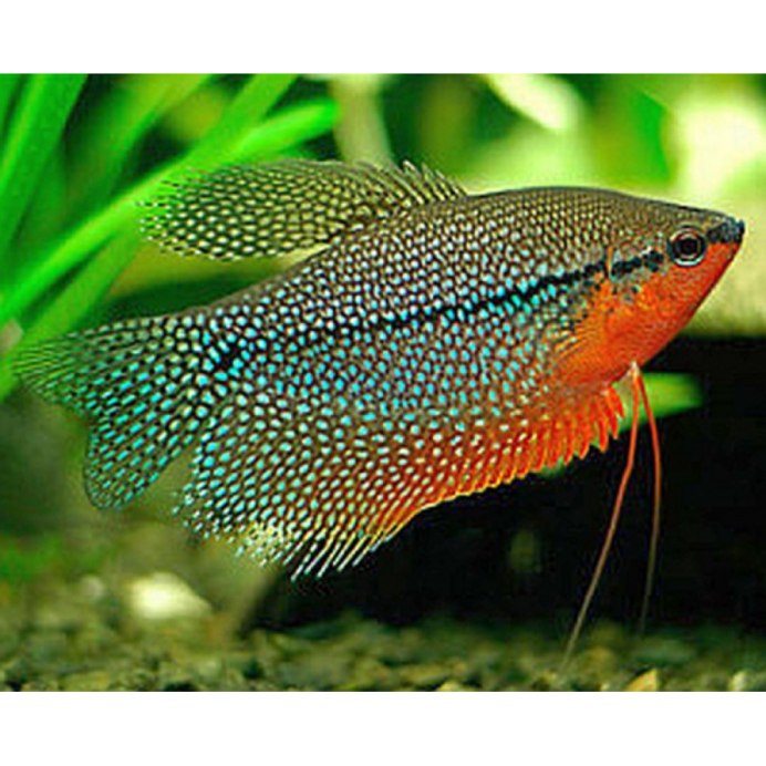 Dwarf Gourami