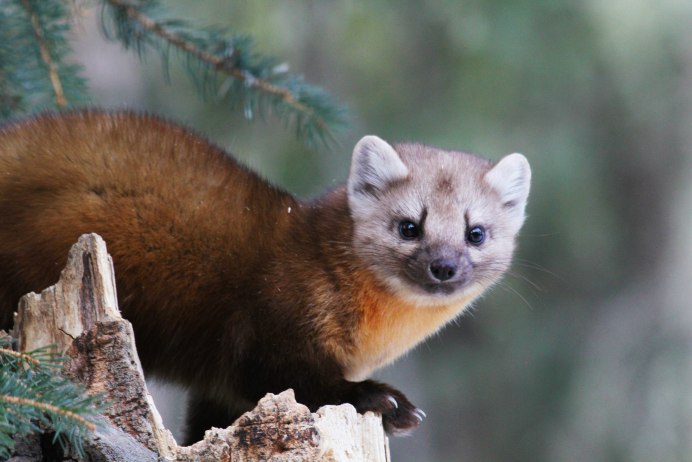 Сибирский колонок Mustela sibirica