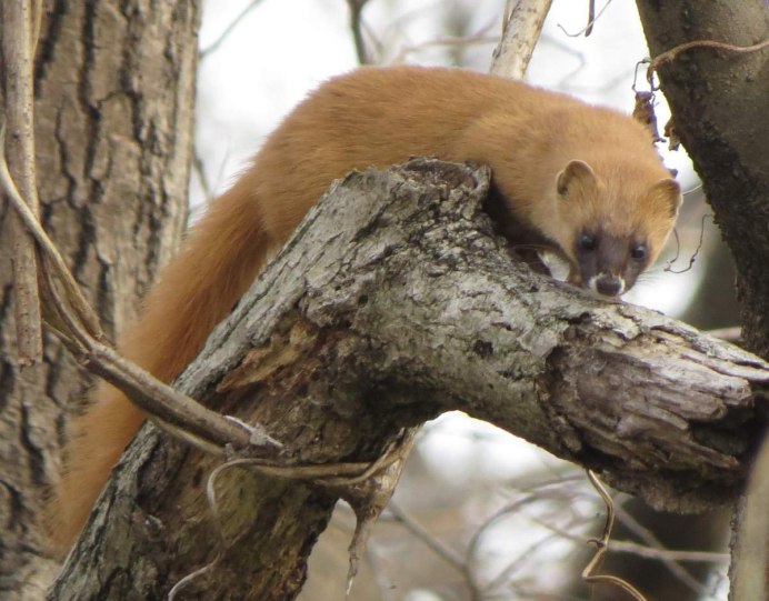 Колонок Mustela sibirica Pallas, 1773
