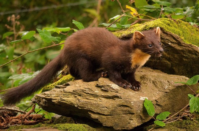 Ласка (Mustela nivalis)