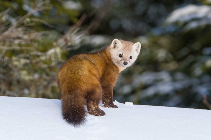 Колонок Mustela sibirica Pallas, 1773