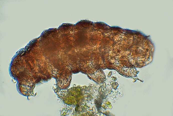 Тихоходка (Tardigrada)