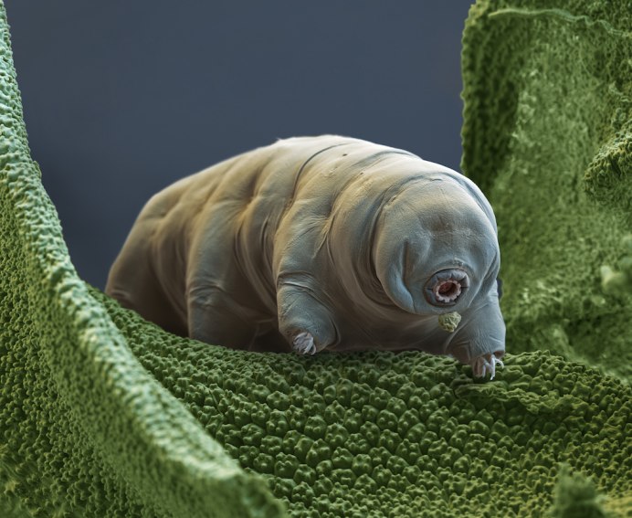 Тихоходка (Tardigrada)