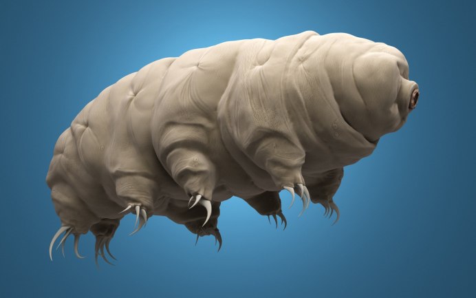 Тихоходка (Tardigrada)