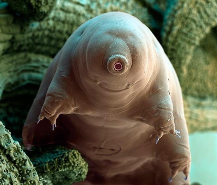 Tardigrade Inferno Даша