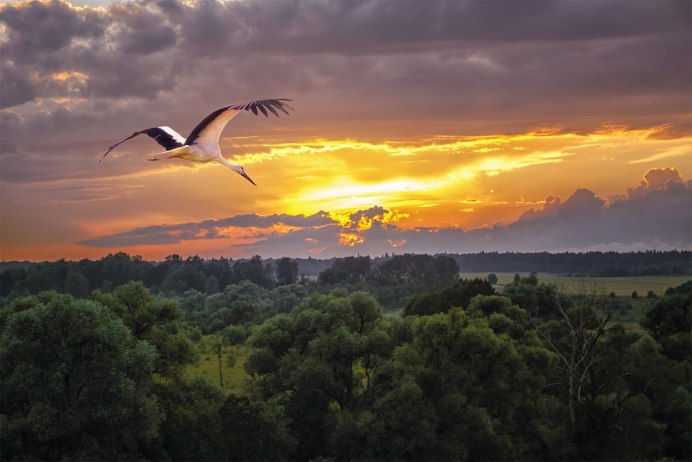 Беларусь Бусел природа