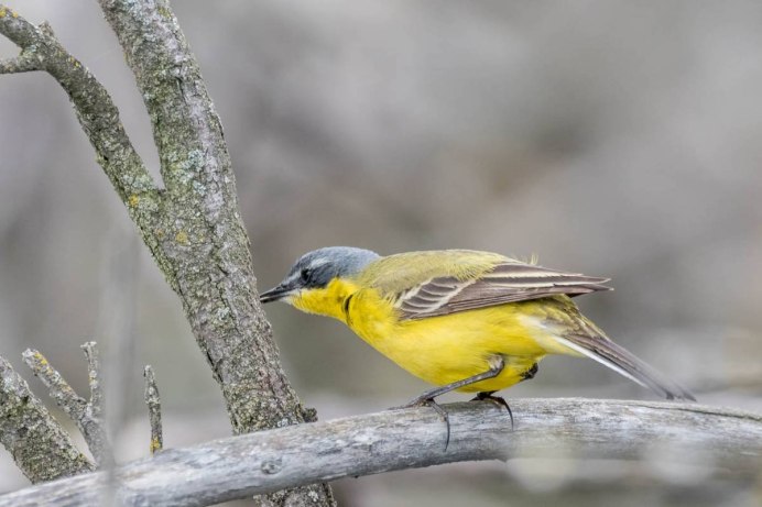 Yellow Warbler птица