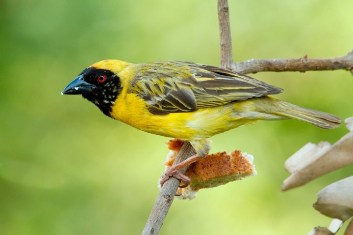 Yellow Oriole (Icterus nigrogularis)