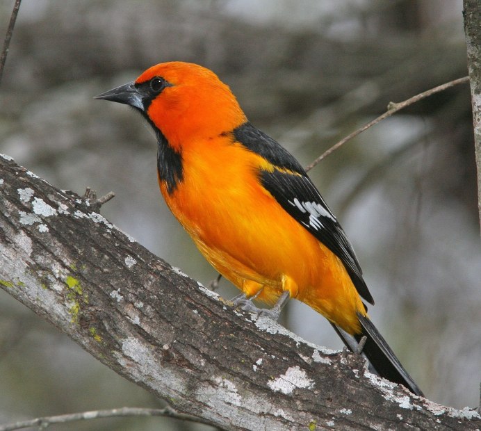 Зеленушка (Chloris Chloris)