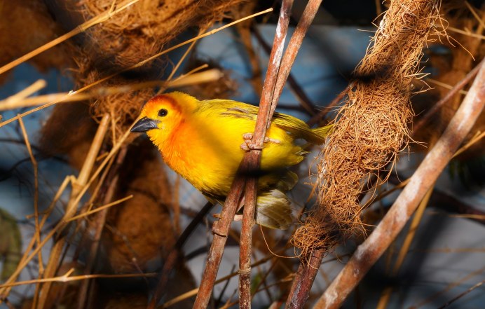 Yellow Warbler птица