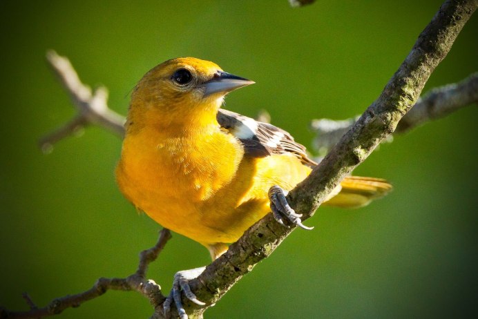 Yellow Warbler