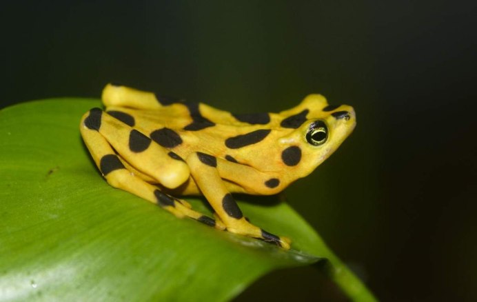 Phyllobates terribilis artwork