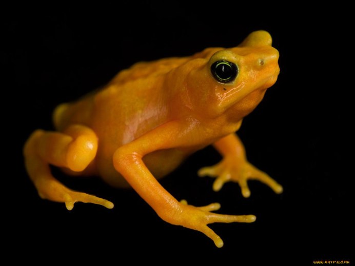 Phyllobates terribilis