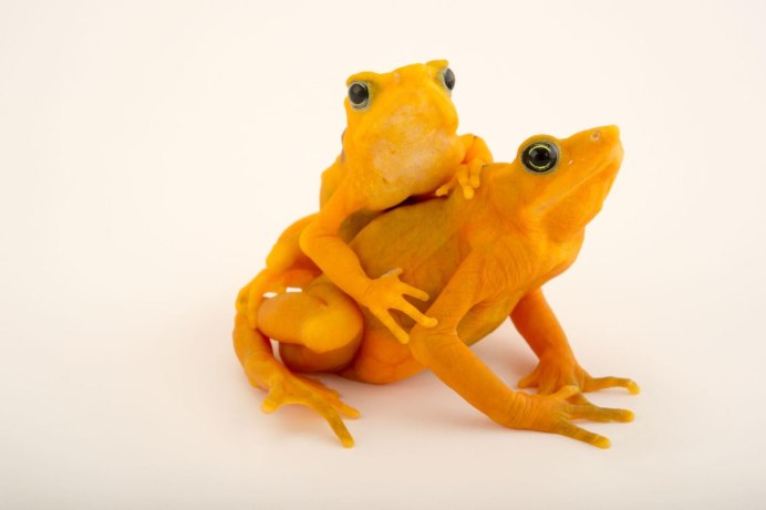 Atelopus zeteki