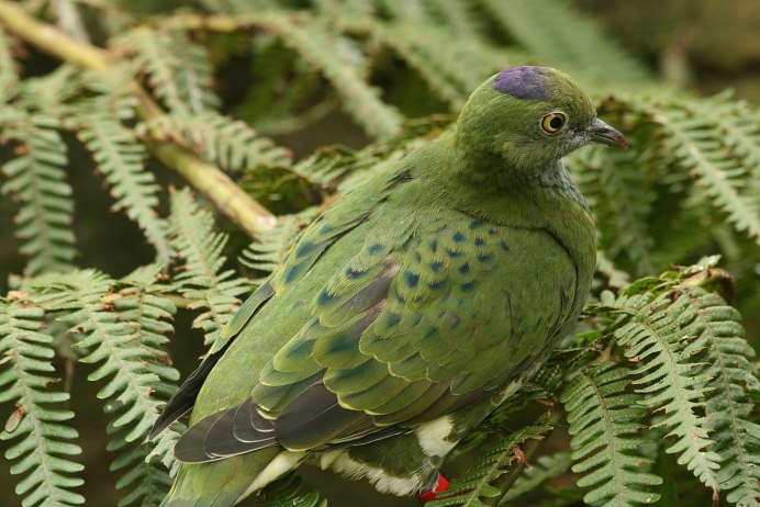 Ptilinopus solomonensis