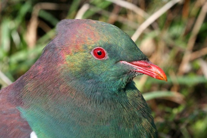Ptilinopus magnificus