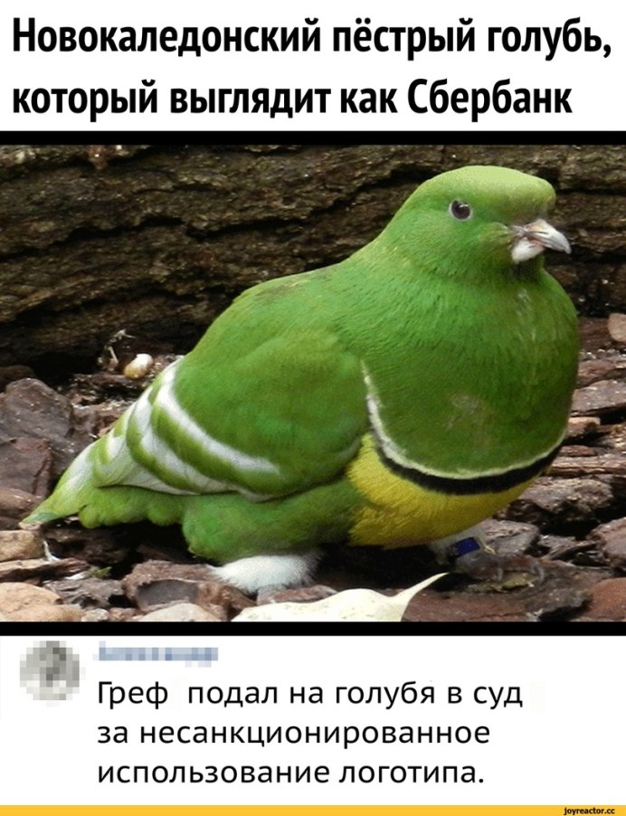 Невокаледонский пёстрый голубь