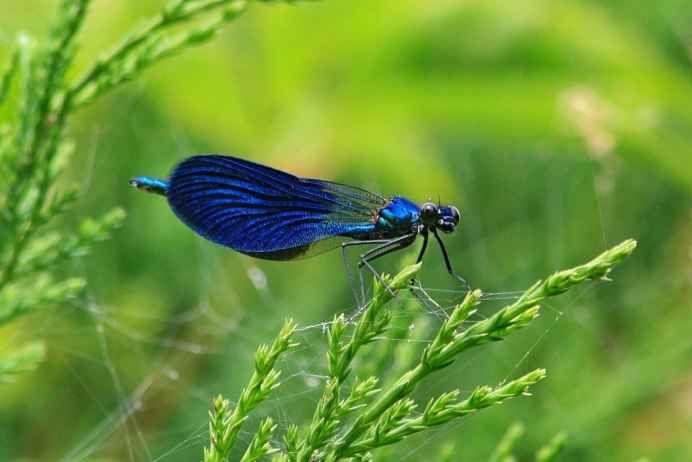 Aeschna Grandis личинка