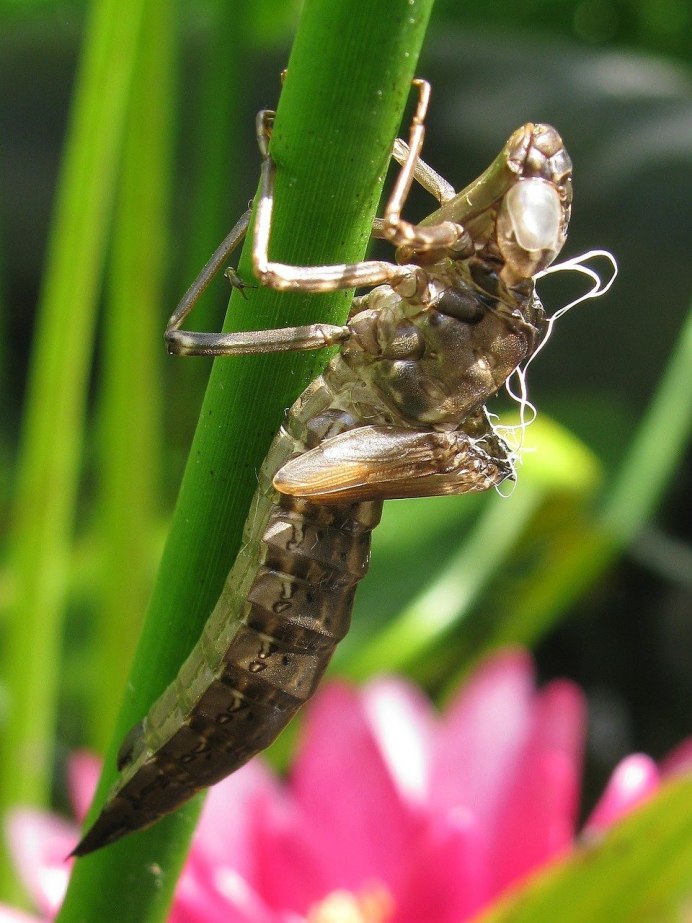 Odonata личинки
