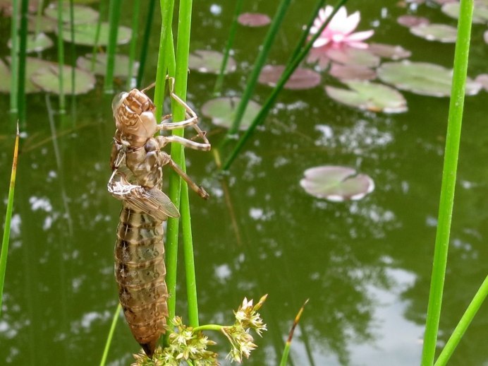 Libellulidae личинка