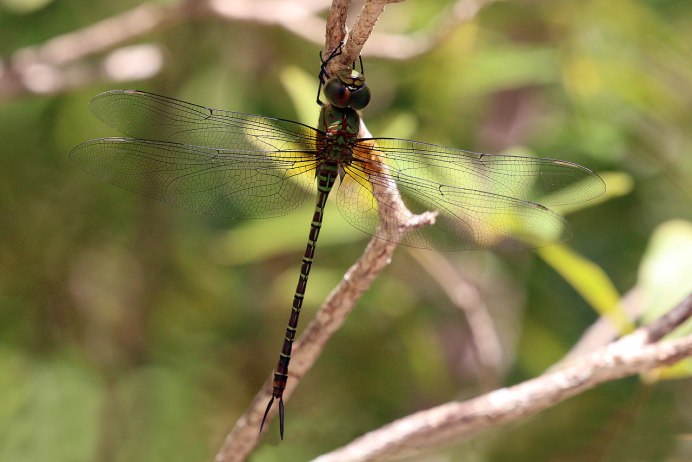 Pyrrhosoma nymphula