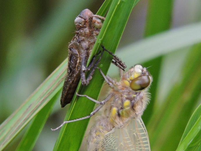 Ko's Green Dragonfly