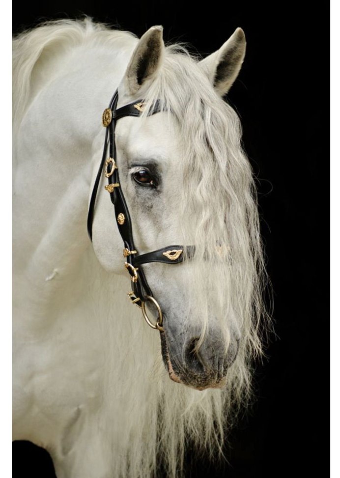 Фризская лошадь белая