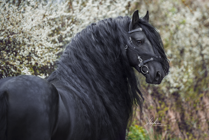 Фризская лошадь альбинос