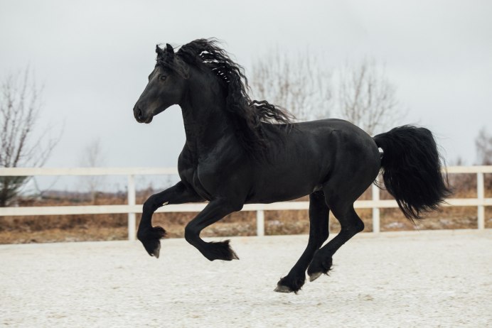 Фризская лошадь альбинос
