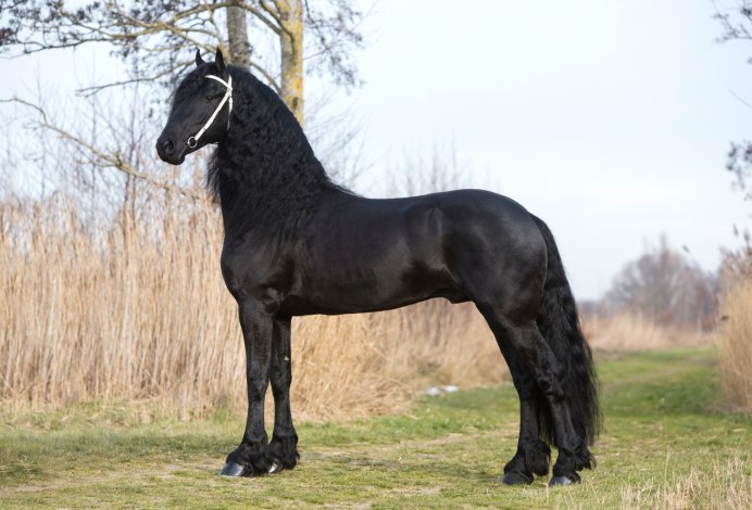 Фризская лошадь