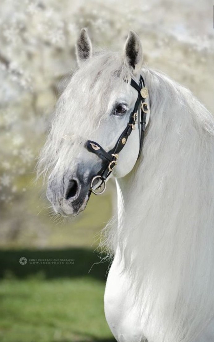 Фризский конь Фридрих Великий