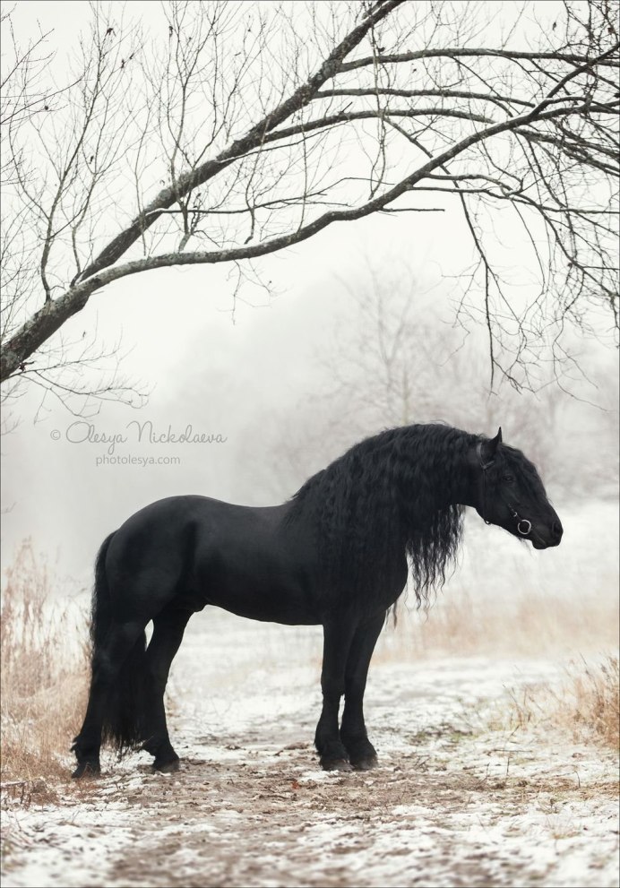 Пепельно Вороная лошадь