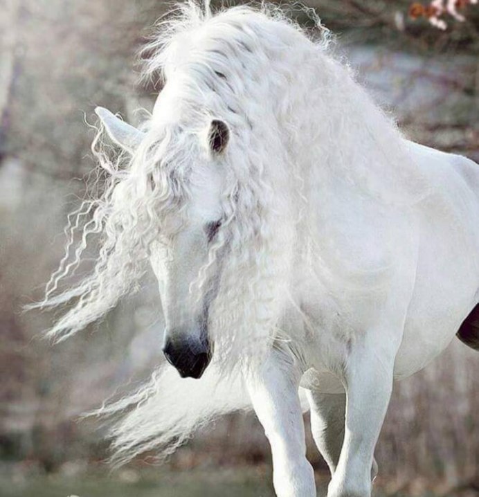 Андалузская лошадь белая