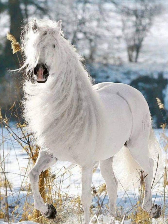 Лошади породы фриз альбинос