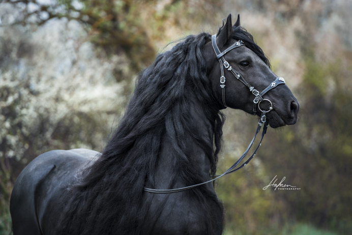 Тяжеловоз Шайр черный