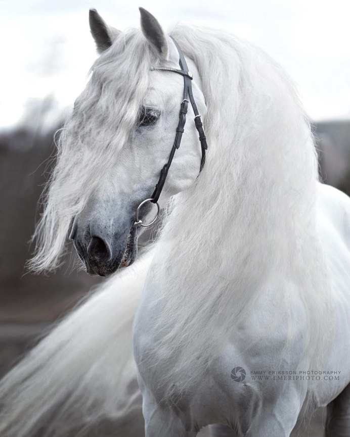 Андалузская лошадь белоснежная