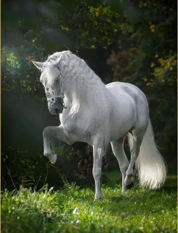 Фриз альбинос