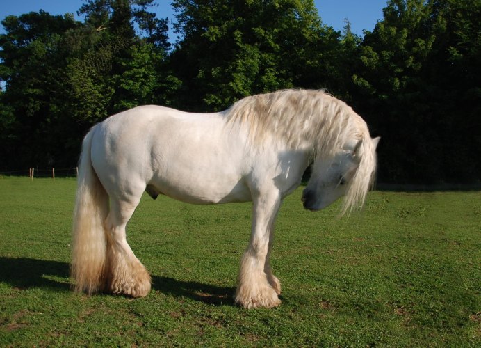 Фризская лошадь экстерьер